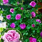 Троянда в контейнері плетиста "Violette Parfume" (саджанець класу АА+) купить