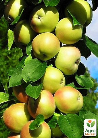 Яблоня колоновидная "Болеро" (осенний сорт)