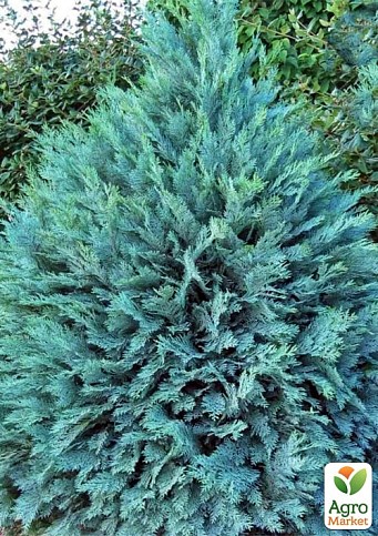 Кіпарисовик Lawsoniana "Pembury Blue" вазон P9