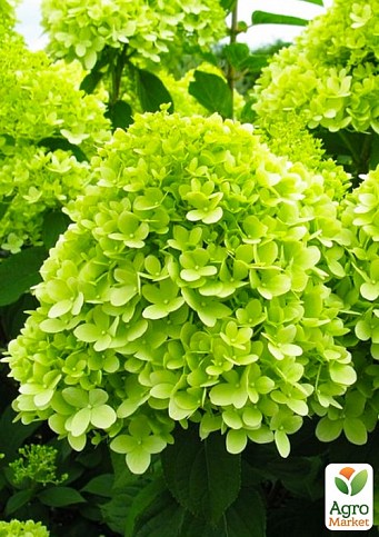 Гортензія волотиста 2-х річна "Limelight" висота саджанця 25-45см - фото 3