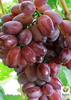Виноград "Марадона" (средний срок созревания, сорт хорошо подходит для зимнего хранения)2