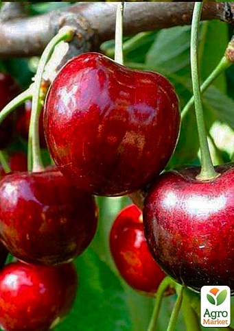 Черешня "Саммит" (летний сорт, средний срок созревания)