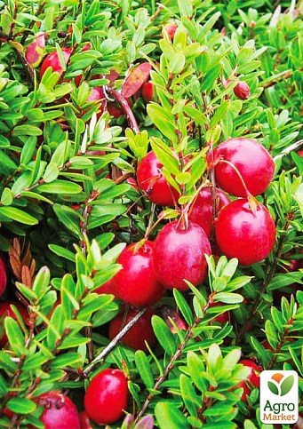 Ексклюзив! Журавлина "Рубін" (Ruby) (пізній термін дозрівання, морозостійкий сорт)