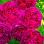 Эксклюзив! Роза английская ярко-розовая "Агат" (Agate) (саженец класса АА+, премиальный, очень ароматный сорт)