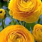 Лютики (Ранункулюс) "Yellow 990" (размер 5/6 , крупный) 5шт в упаковке