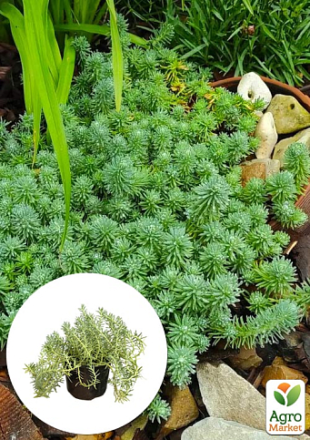 Очиток отогнутый "Blue Spruce" (Sedum reflexum)