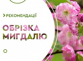 Обрізка мигдалю - корисні статті про садівництво від Agro-Market