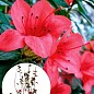 Азалия 2-х летняя японская "Rubinetta" С2 высота 20-50см