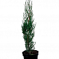 Кипарис вічнозелений 3-х річний «Stricta» С3, висота 40-60см купить