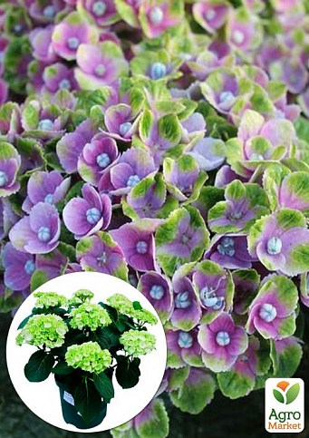 LMTD Гортензія квітуча macrophylla "Magical Amethyst"  5-річна (висота 45-65см)