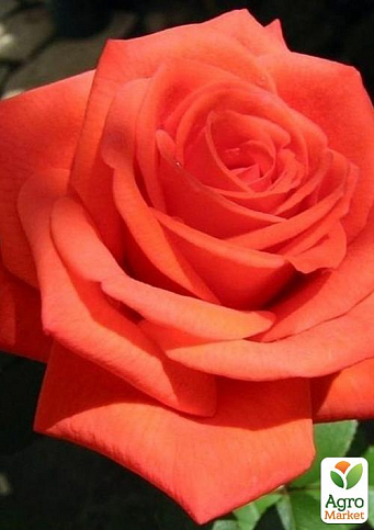 Основные характеристики розы Аве Мария