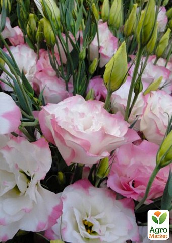 Еустома махрова "Dream White Pink"