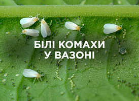 Білі комахи в горщиках: причини появи та безпечні методи боротьби | Agro-market