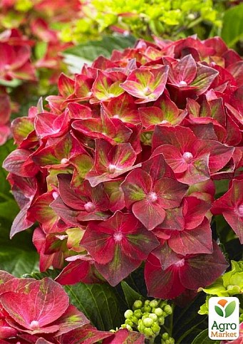 Гортензія крупнолиста 4-річна "Magical Ruby Tuesday" (60-80см) - фото 2