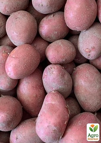 Картофель "Алюетт" семенной ранний (1 репродукция) 1кг