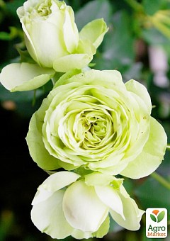 Роза мелкоцветковая (спрей) "Лувиана" (саженец класса АА+) высший сорт1