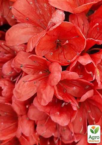 Азалия Японская "Rosso Arancio"
