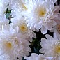 Хризантема Садовая "Domino White" (высота 30-50см) цена