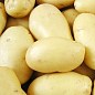 Насіннєвий середньостиглий картопля "Саванна" (на варіння, 1 репродукція) 1кг