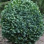 Самшит вічнозелений "Buxus sempervirens" 2-х річний саджанець купить