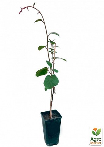 Ківі чоловічий запилювач "Мальбек" укорінений у контейнері (саджанець 2 роки) - фото 3