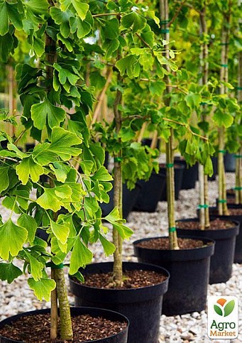 Эксклюзив! Гинкго билоба с блестящей листвой "Доктор Мэдисон" (Doctor Madison) (премиальный, морозостойкий сорт) - фото 3