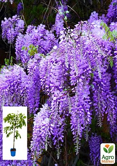 Глициния 3-х летняя китайская "Аметист" (Wisteria chinensis Amethyst) С2, высота саженца 60-100см1