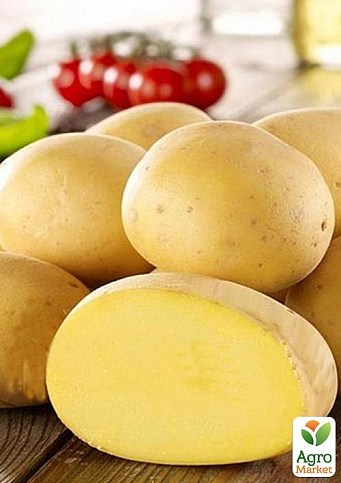Картофель "Констанс" семенной ранний (1 репродукция) 1кг