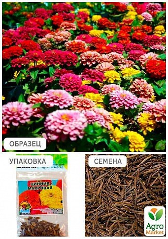 Цинния "Махровая" (Зипер) ТМ "Весна" 2г - фото 2