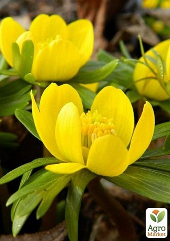 Весенник зимующий "Eranthis Hyemalis" 5шт в упаковке