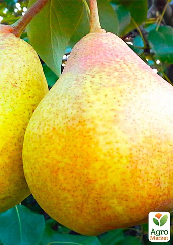 Груша "Бере Київська" (зимовий сорт, пізній термін дозрівання) - фото 2