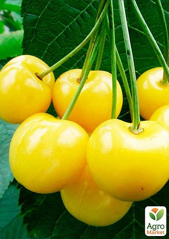 Ексклюзив! Черешня золотиста "Жасмин" (Jasmine) (преміальний невибагливий сорт)