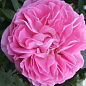 Роза английская "Mary Rose" (саженец класса АА+) высший сорт