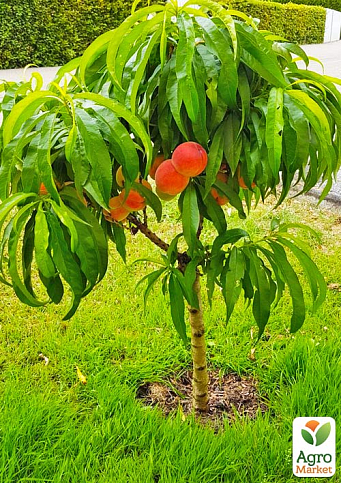 Персик колоноподібний на штамбі "Медовий" вік від 2-х років (декоративний, компактний, суперсолодкий сорт)