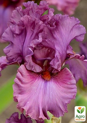 Ирис бородатый крупноцветковый "Asian Plum"  