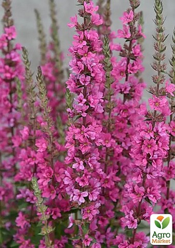 Дербенник "Pink Blush" (яркий цветущий многолетник) - Садовые цветы ...