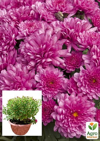 Хризантема Садова «Beautiful Rose» (висота 30-50см)