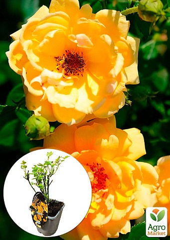 LMTD Роза 2-х летняя "Amber Nectar" (укорененный саженец в горшке, высота 25-35см)