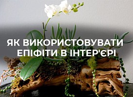 Рослини епіфіти з назвами | Agro-market
