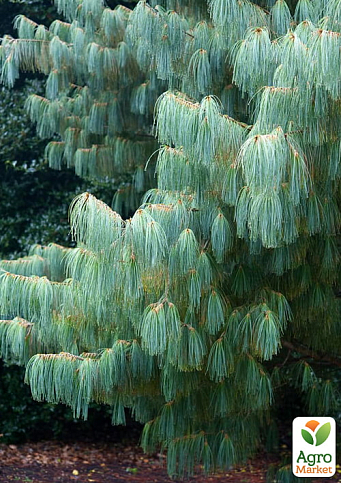 Сосна 3-х річна Кедрова "Арманда" (Pinus Armandii) C3, висота 55-75см - фото 4