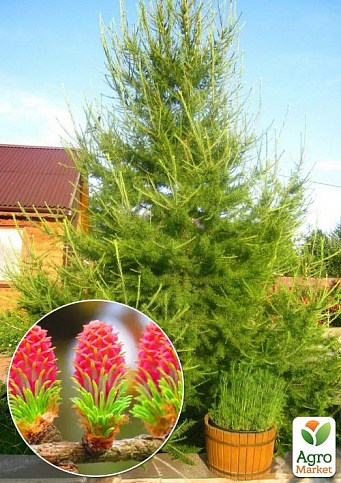 Модрина Європейська (Larix Decidua) горщик P9