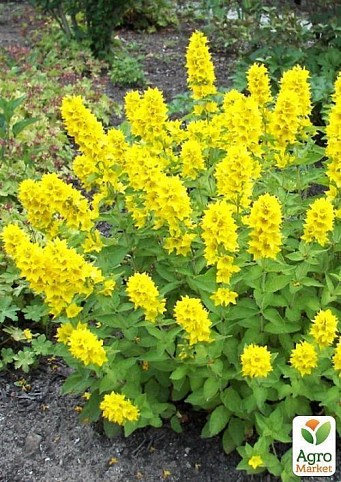 Вербейник точечный  (Lysimachia punctata) 1шт