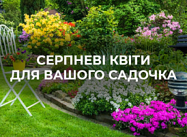 Серпневий сад: які квіти варто посадити? - корисні статті про садівництво від Agro-Market