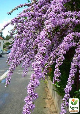 Буддлея "Alternifolia"