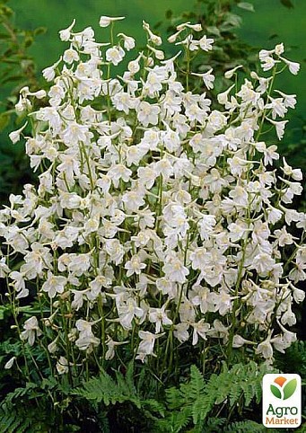 Дицентра "White" (разбитое сердце)