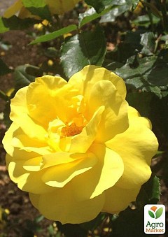 Роза почвопокровная "Limesgold" (саженец класса АА+) высший сорт1