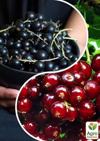 Смородина, комплект з 2-х сортів "Чарівна ягідка" (Charming berry) 2шт саджанців