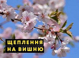 Щеплення на вишню - корисні статті про садівництво від Agro-Market