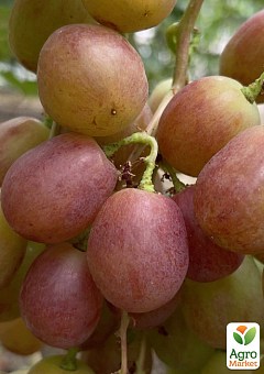 Виноград "Краснощекий" (крупная, сочная, сладкая, хрустящая ягода)2