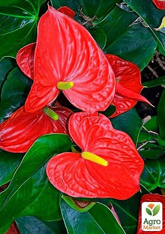 Антуріум "Мрія" (Anthurium andr. Pandola) дм 17 см вис. 75 см